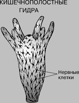 Ссылка в даркнет